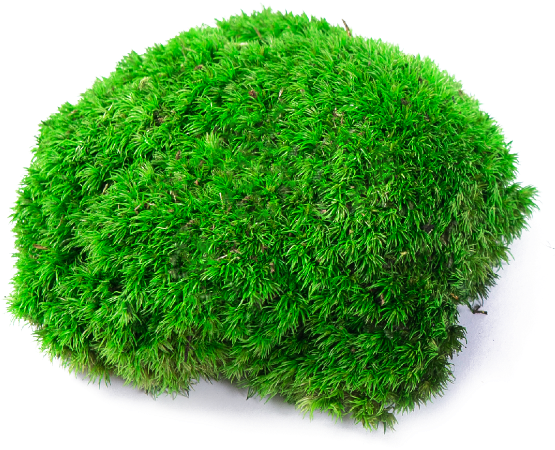 Download HD 1 - Moss Transparent PNG Image - NicePNG.com