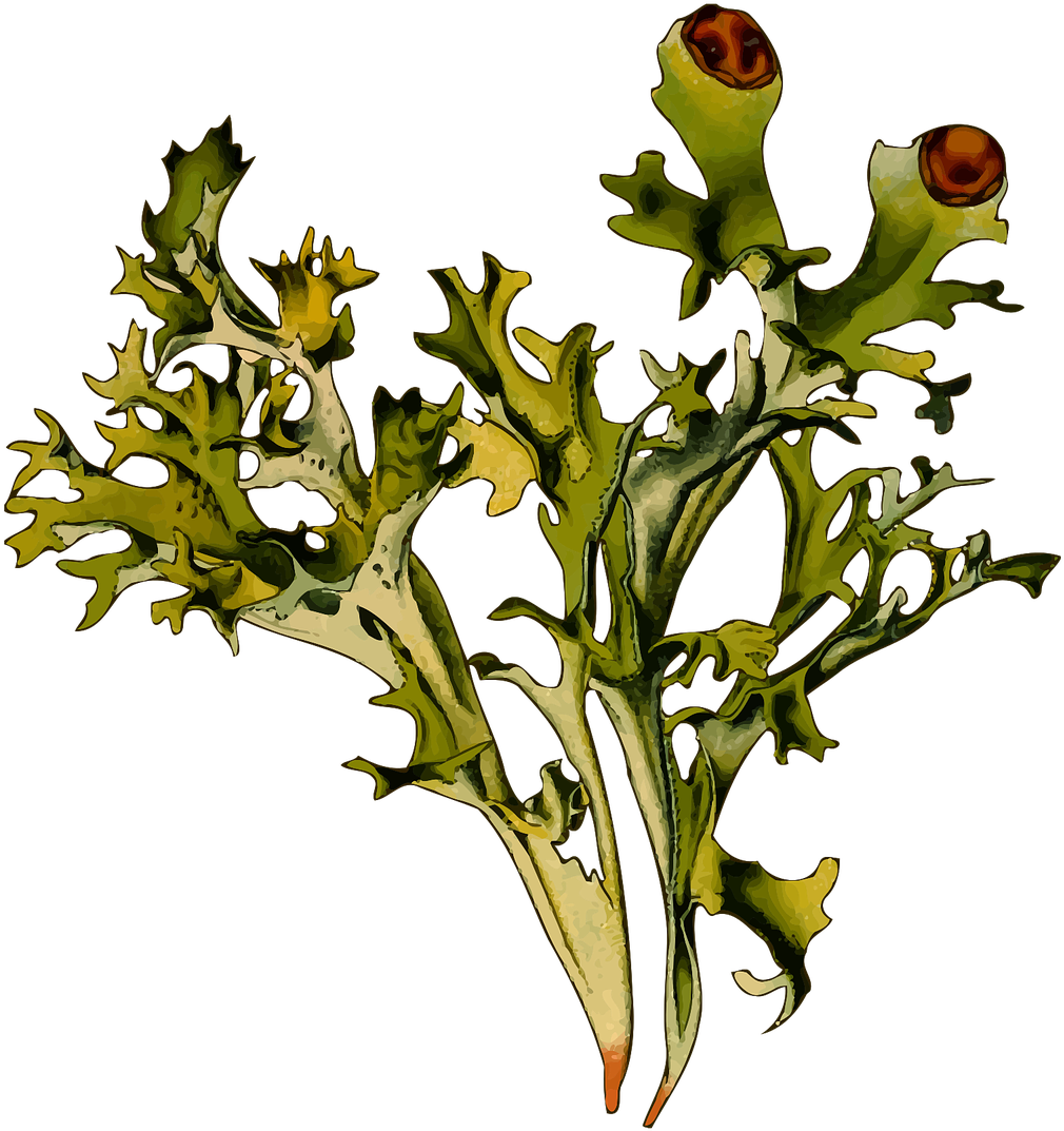 Herbal Iceland Moss Lichen - Cetraria Islándica (1203x1280), Png Download