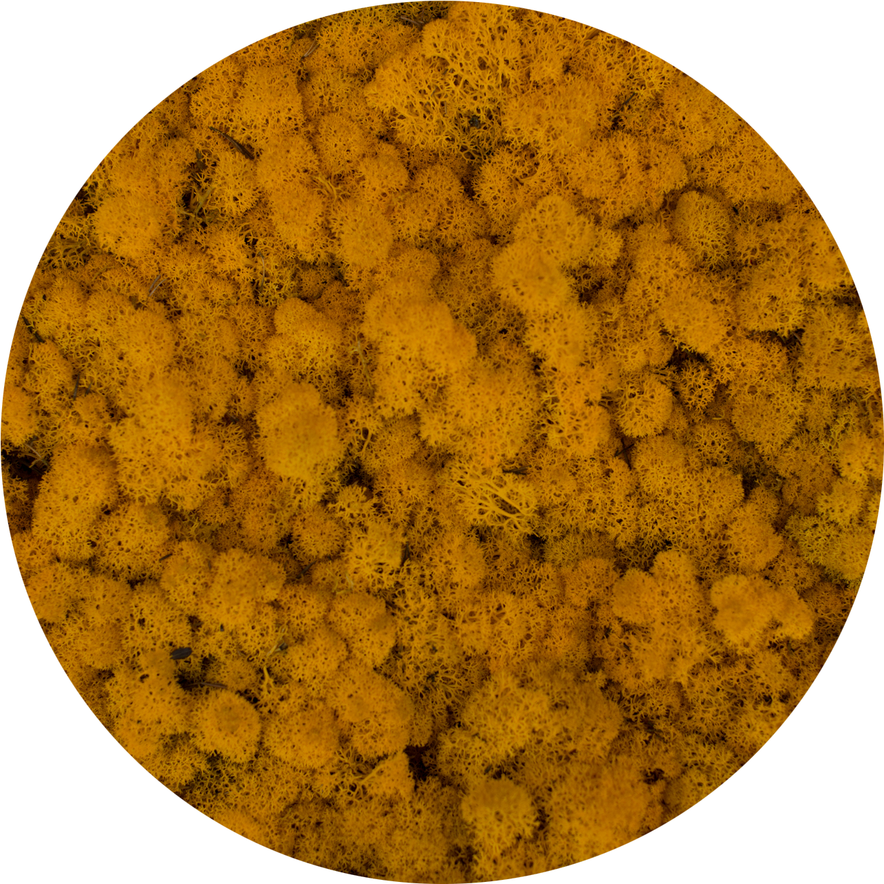 Moss-all Packings - Circle (1335x1335), Png Download