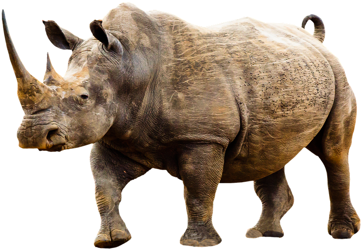 Animales Png - World Rhino Day 2018 Poster (960x666), Png Download