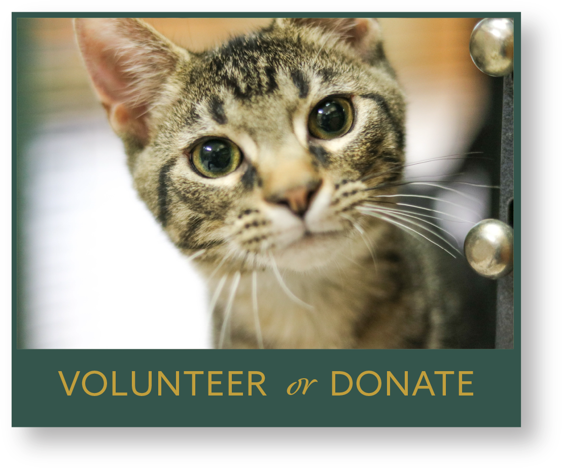 Animal Control And Shelter - Domestic Short-haired Cat (1130x945), Png Download