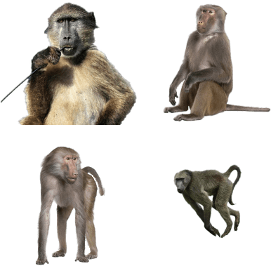 Babuinos - Baboons Png (400x400), Png Download