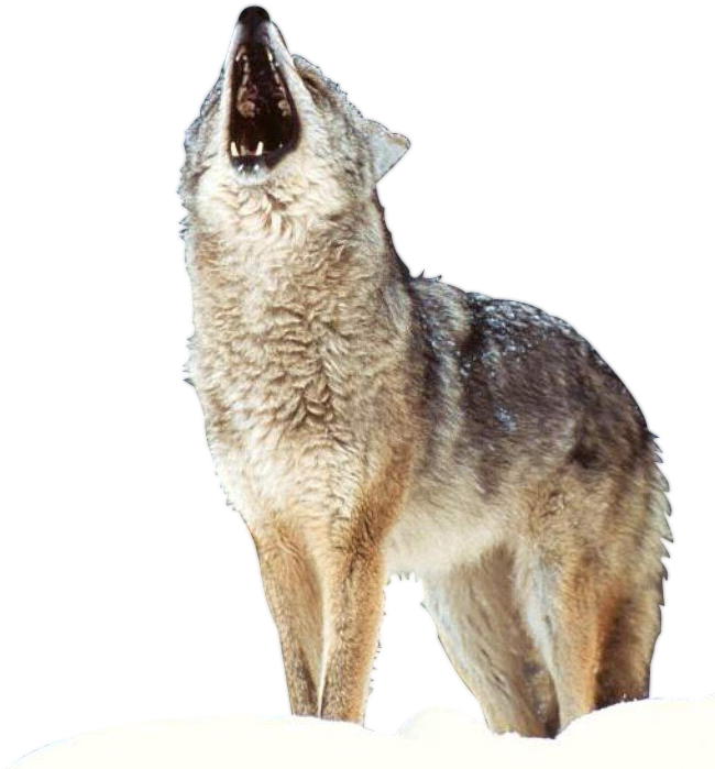 1673 Render Loup4 - Generic Wolf Printing Lunch Bags For Boys Cool Mens (656x731), Png Download