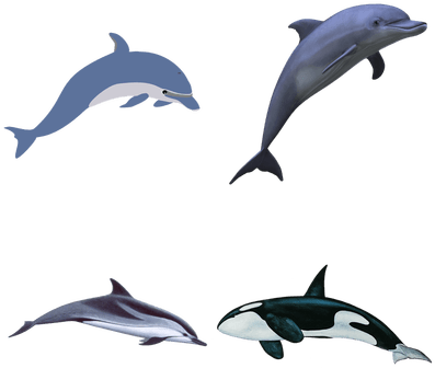 Animales Marinos - Dolphin Clipart Transparent Background (400x400), Png Download