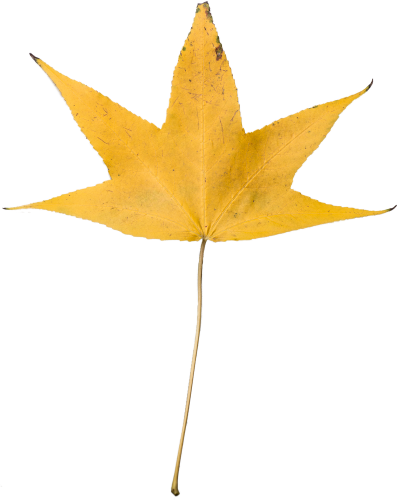 Yellow Dry Leaf Transparent Hd 1920 X 1080p - Yellow Leaf Transparent Background (397x500), Png Download
