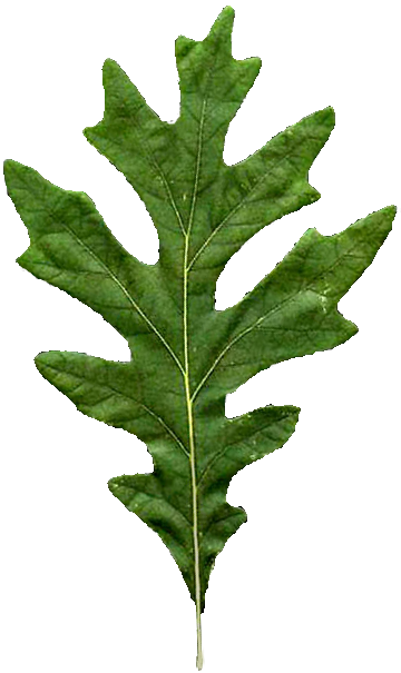 Oakleaf1 207 Kb - Quercus Alba Leaf (360x605), Png Download