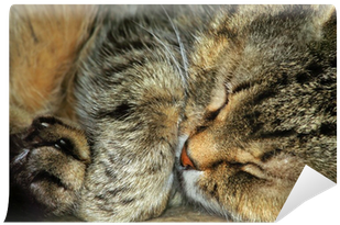 Tabby Cat (400x400), Png Download