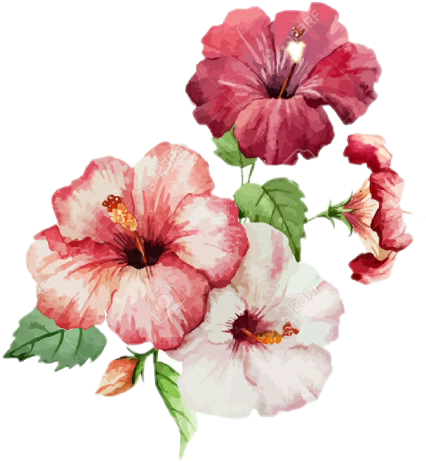 Hibiscus Painting (426x462), Png Download
