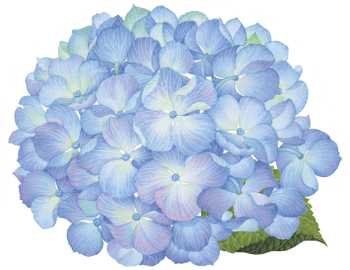 Blue Hydrangea Png Graphic Royalty Free - Hortensia Png (500x386), Png Download