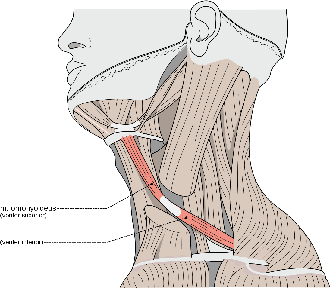 Stylohyoid Muscle (1200x1017), Png Download