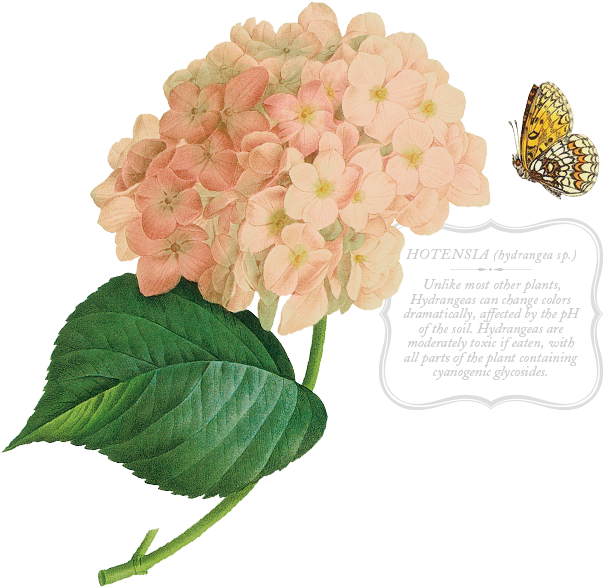 Drawing Hydrangeas Tattoo - Sommer By Maria Rainer Rilke 9783458358398 (paperback) (715x678), Png Download