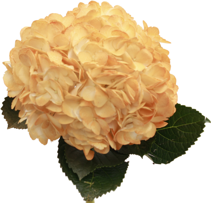 Orange Hydrangea (700x700), Png Download
