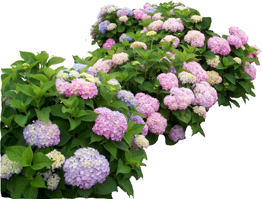 Hydrangea Png (1024x682), Png Download