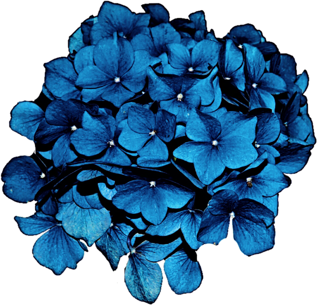Sea Blue Hydrangea Clipart - Nikko Blue Mophead Hydrangea, For The Love Your Thoughts, (1024x990), Png Download