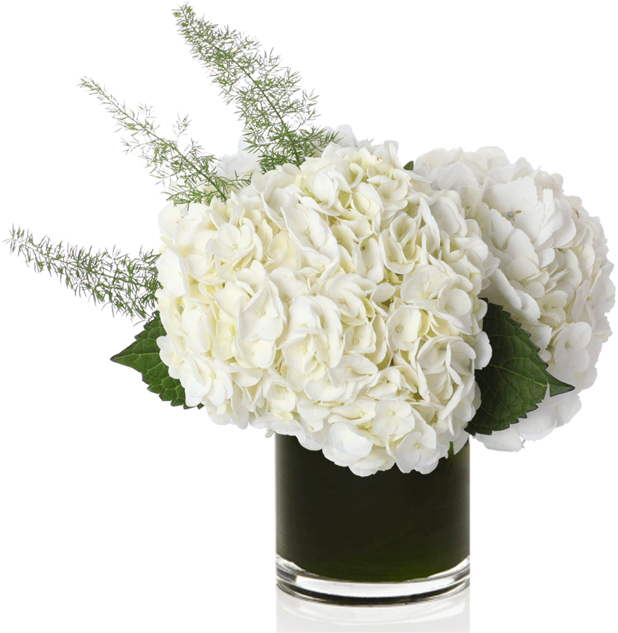 Classic White Hydrangea - Flowers - Vanilla - Regular (970x970), Png Download