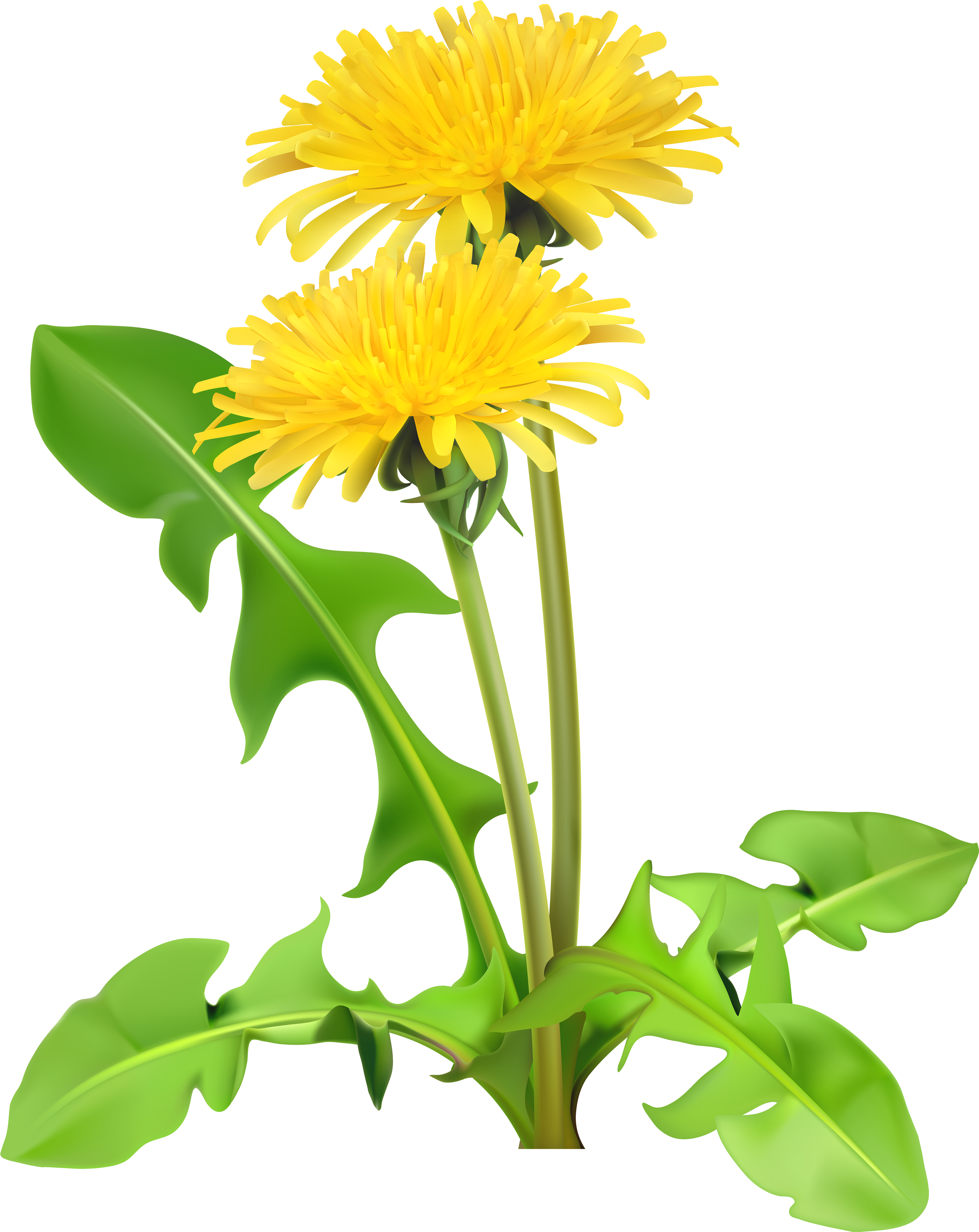 Dandelions Png (4730x6000), Png Download