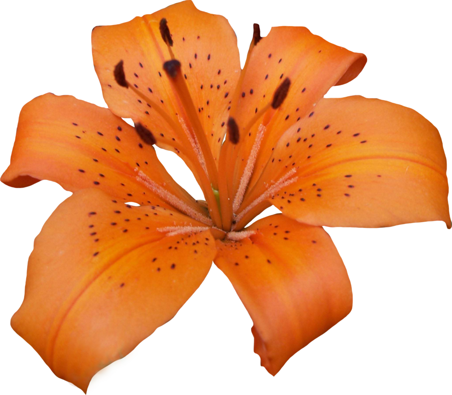 Sh/33, Wallpaper Impressive - Tiger Lily Flower Png (900x788), Png Download
