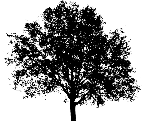 Arvore Preta Png - Urban Rain Garden Design (600x513), Png Download