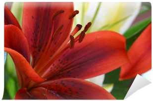Red Lilies (400x400), Png Download