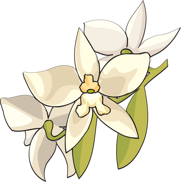 White Orchid Flower Clipart - White Orchid Flower Clip Art (597x600), Png Download
