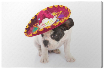 French Bulldog Puppy In Mexican Sombrero Over White - Mexican Puppy (400x400), Png Download