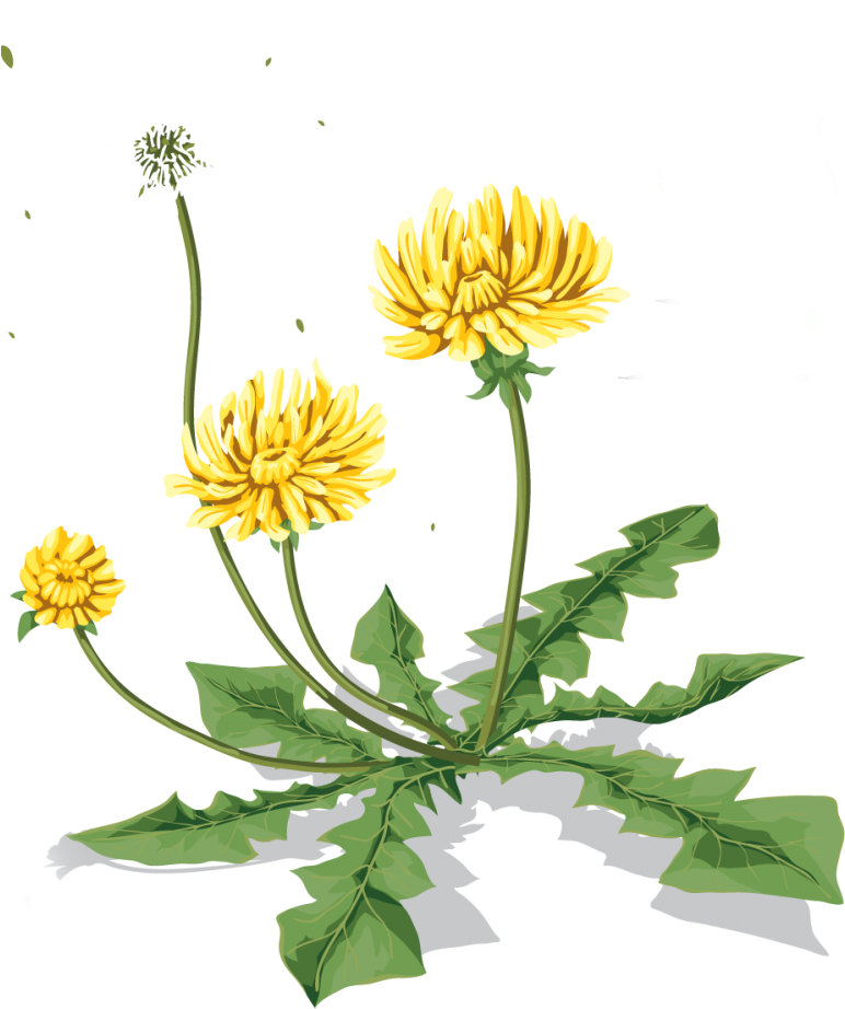 Go To Image - Кульбабка Png (846x1024), Png Download