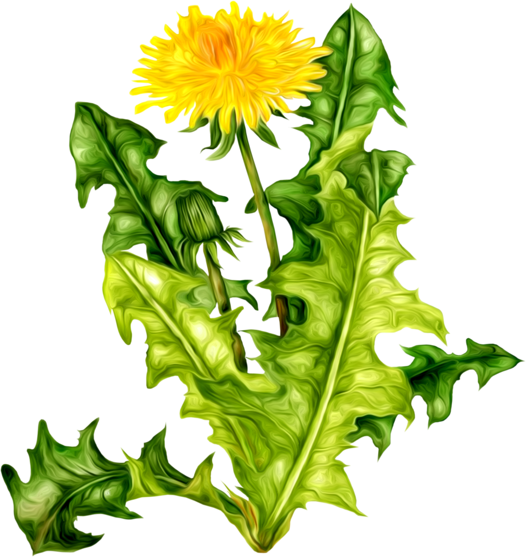 Free Png Dandelion Png Images Transparent - Одуванчик Клипарт (480x509), Png Download