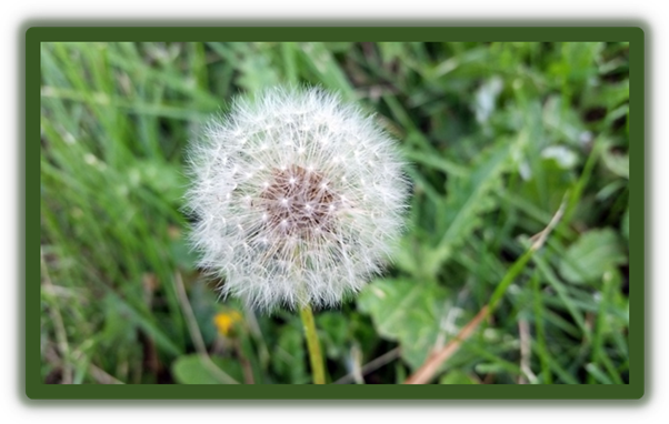 Regina Begins - Dandelion-spraying - Charlottetown (602x382), Png Download