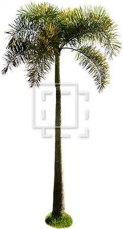 Cutout People - Palm Trees (450x450), Png Download