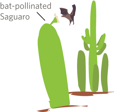 The Huge, Iconic Saguaro Cactus Is Found Naturally - Illustration (400x400), Png Download