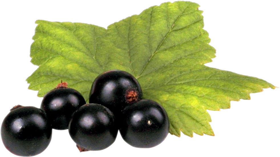 Currants Png (997x600), Png Download