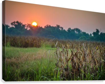 Cornfield Morning Canvas Print - Artist (429x343), Png Download