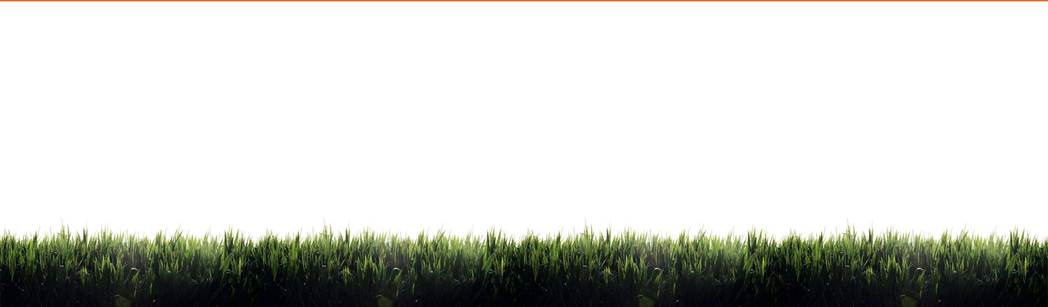 Cornfield2 - Field (1498x440), Png Download
