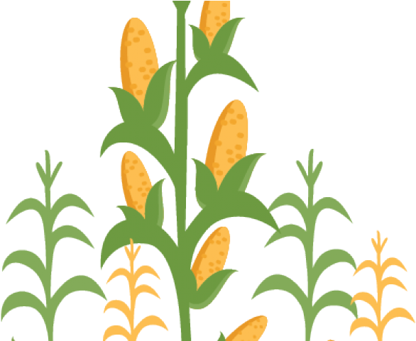 Clip Transparent Tobacco Stalk Cliparts Free Download - Clip Art Corn Stalks (640x480), Png Download