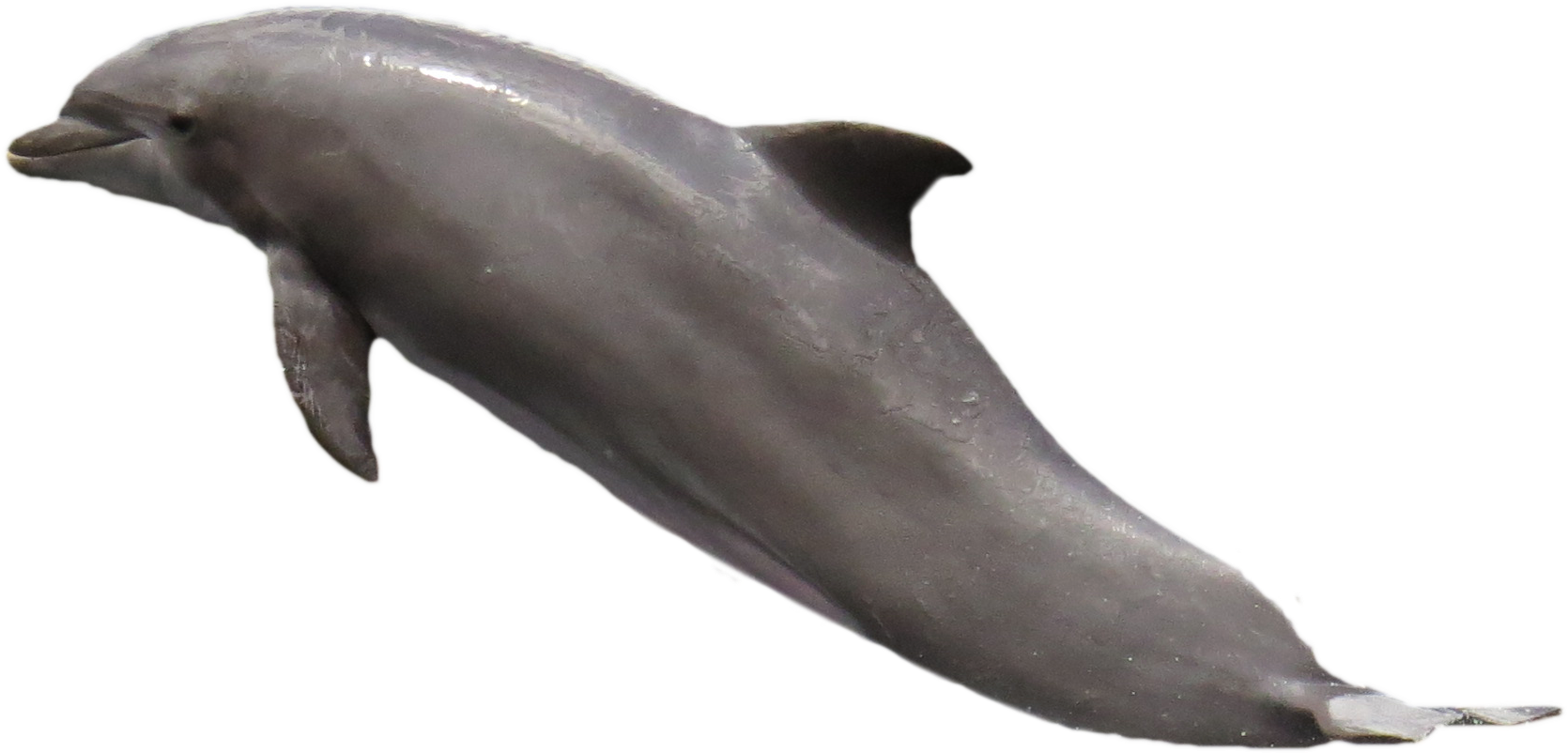 Dolphin Png (1735x911), Png Download