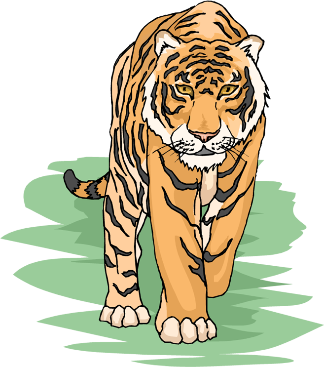 Tiger Clipart (671x750), Png Download
