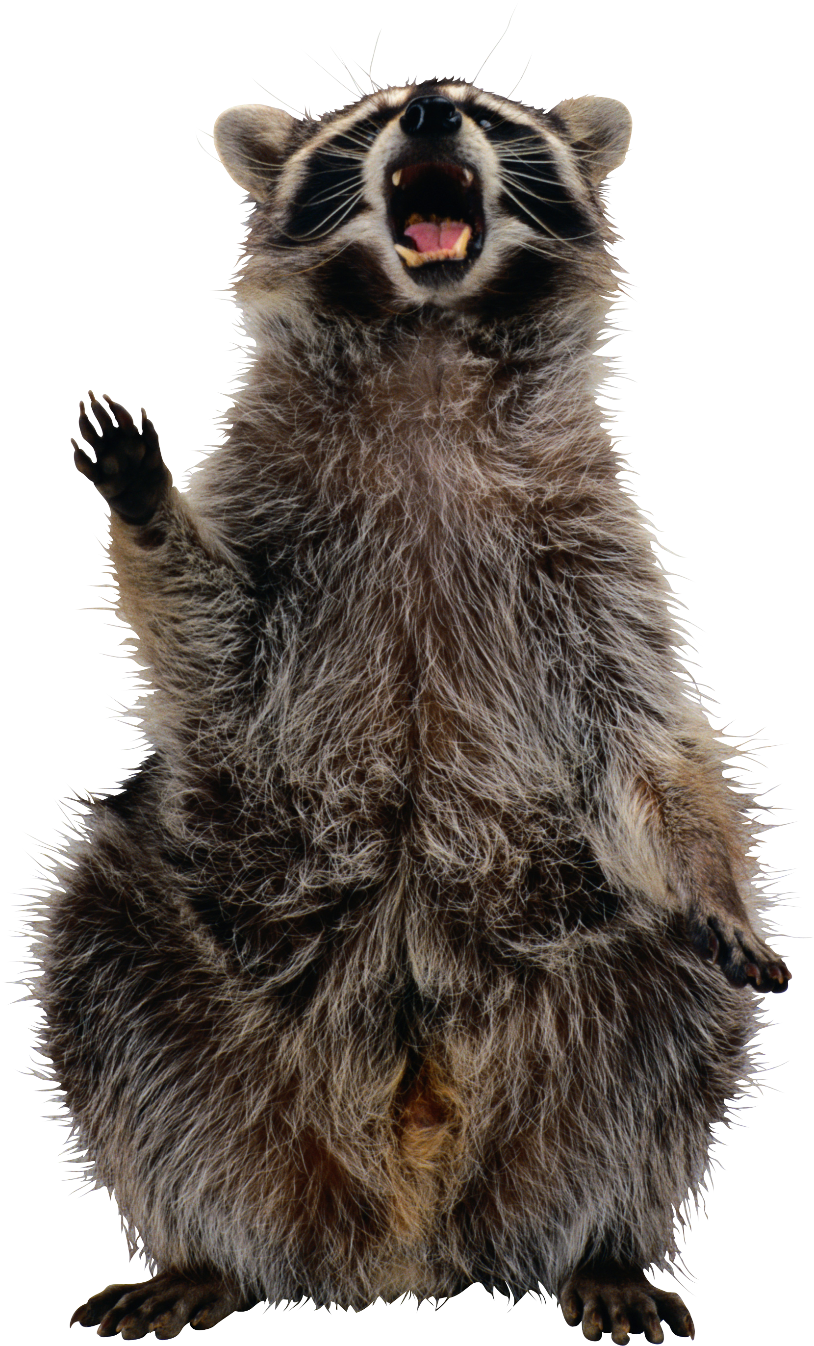 Raccoon Png (1660x2745), Png Download