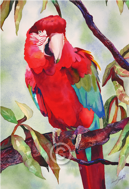 1 - Macaw (1000x630), Png Download