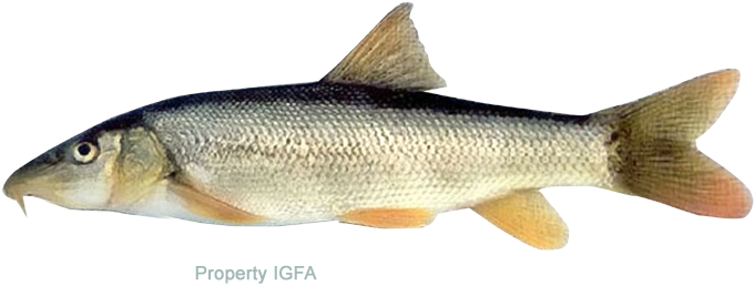 Barbel - Coastal Cutthroat Trout (720x310), Png Download