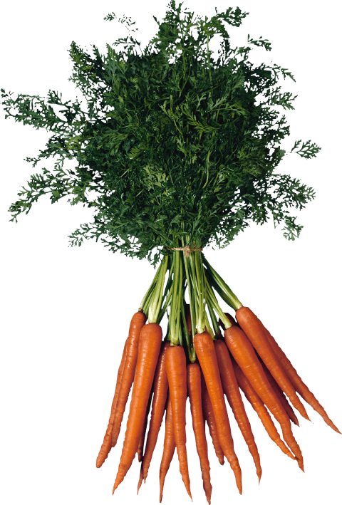 Free Png Carrot Png Images Transparent - Types Of Vitamins B (480x709), Png Download