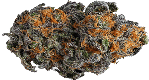Medical Marijuana ,cannabis,weed, Og Kush,sour Diesel,purple - Cannabis (500x260), Png Download