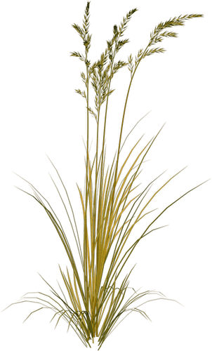 Picture Library Download Beach Grass Clipart - Sweet Grass Clipart (302x500), Png Download