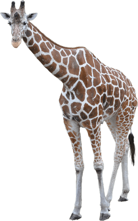 Free Png Giraffe Png Images Transparent - Transparent Background Giraffe Png (480x768), Png Download