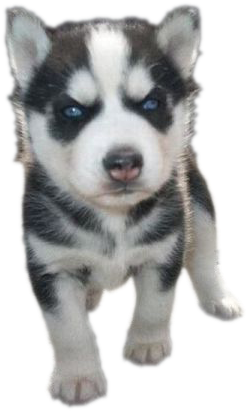Siberian Husky Puppy Png Photos - Puppy Pngs (450x600), Png Download