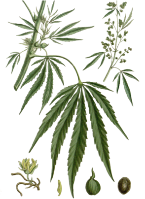 Vintage Cannabis Illustrations Fabric By Neilepi On - Illustrations Of Cannabis (470x403), Png Download