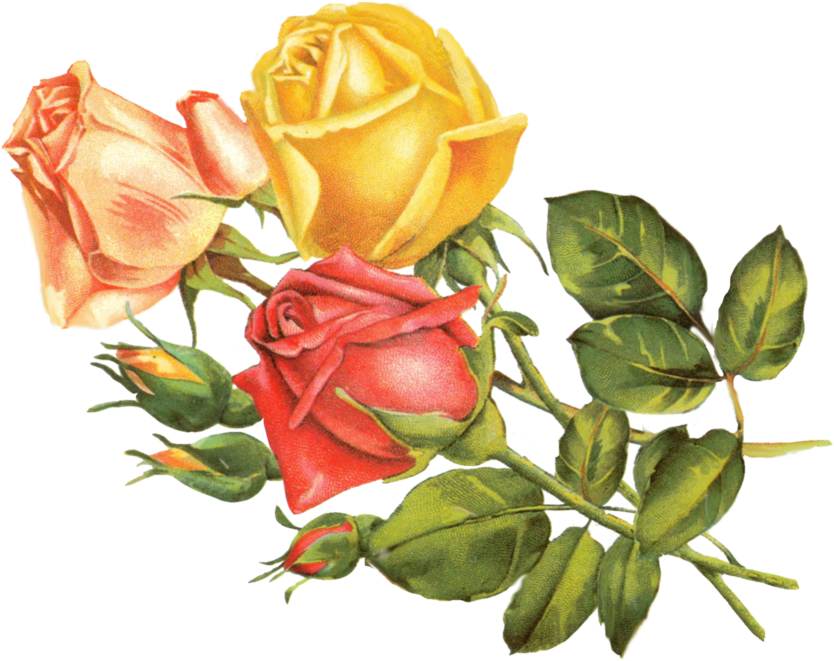 Rose Yellow By Jinifur On Clipart Library - Yellow Flower Vintage Png (900x671), Png Download