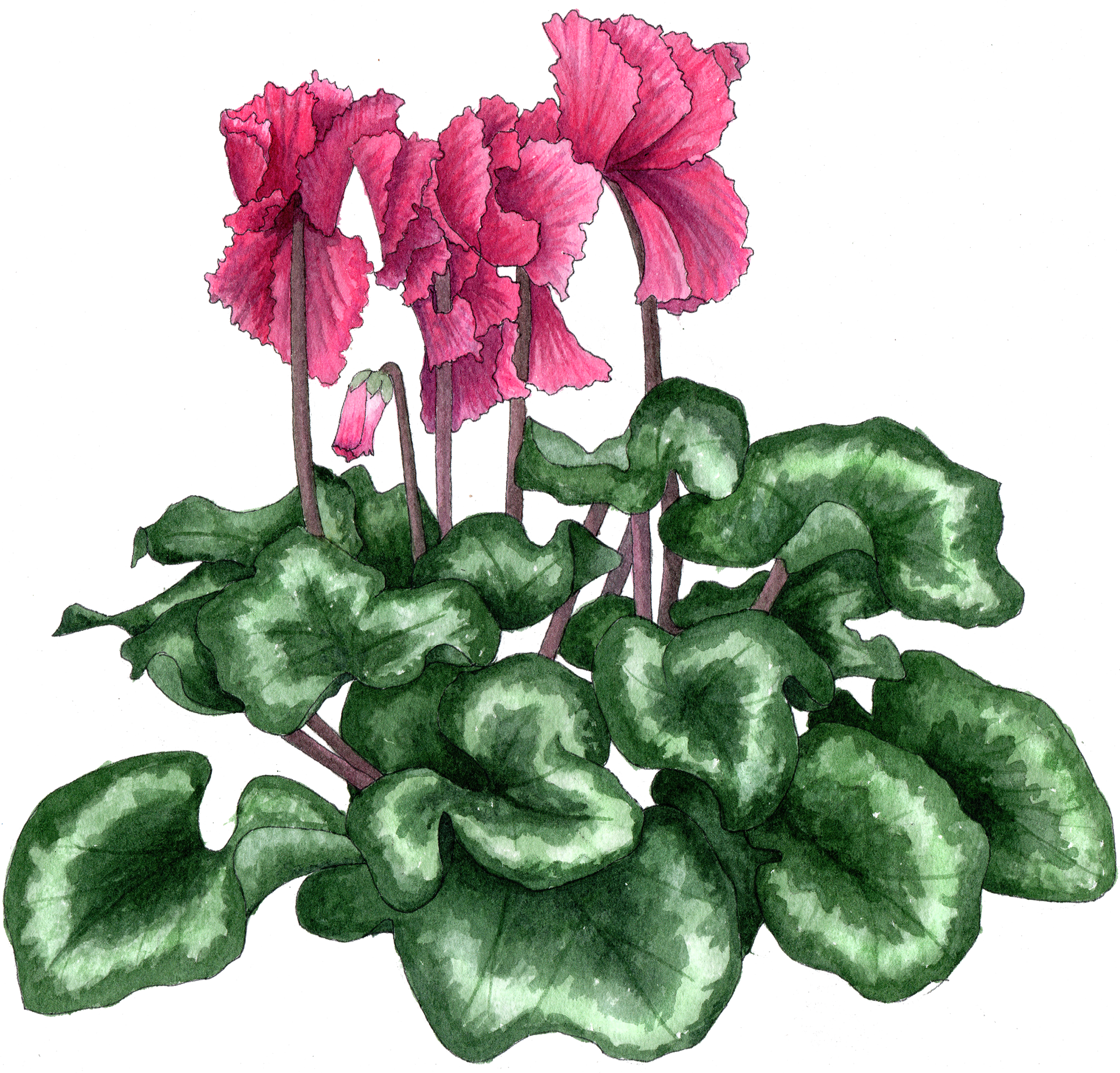 Cyclamen Frilly 300 - Cyclamen (2000x1915), Png Download