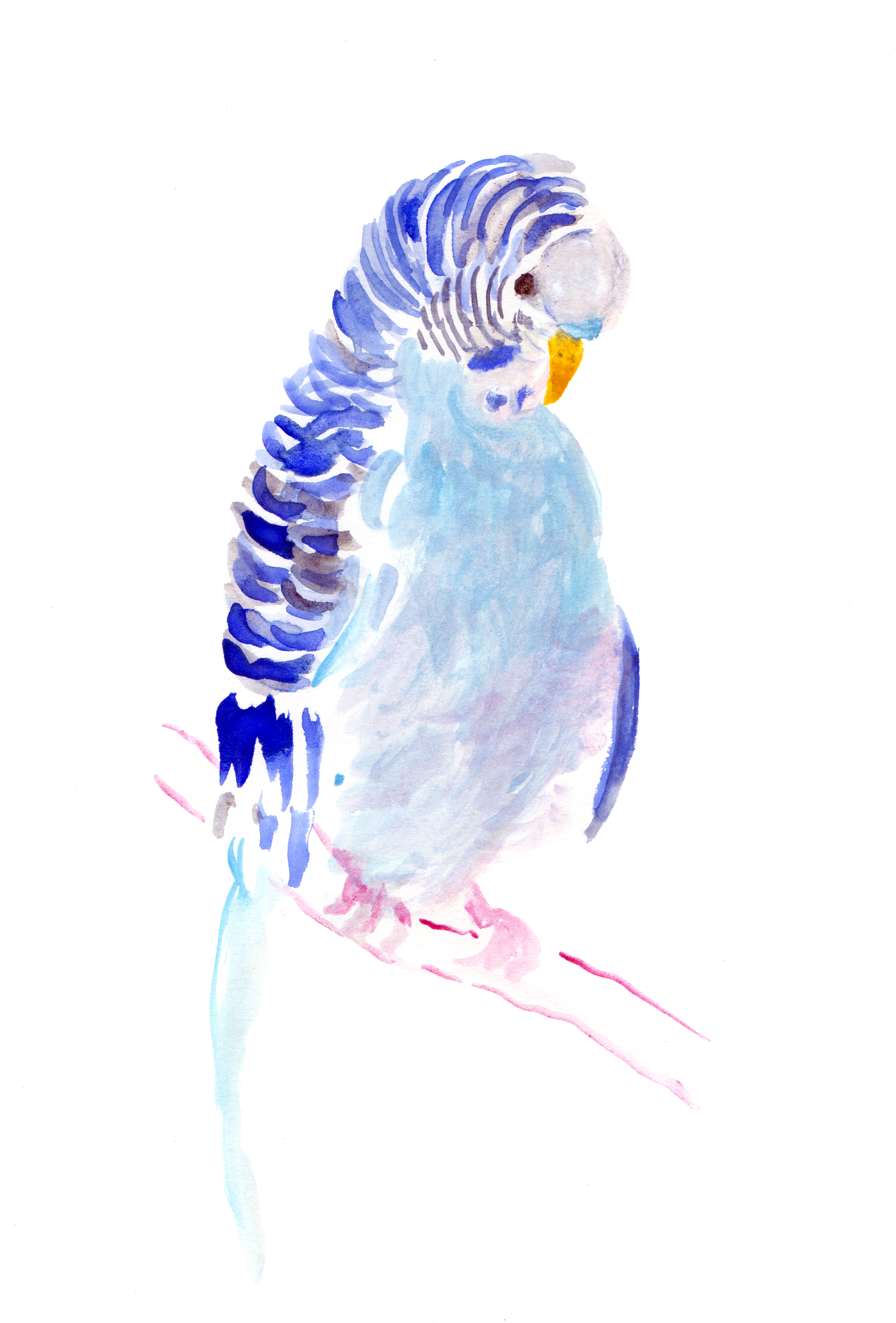 Download Parakeet - Watercolor Painting - HD Transparent PNG - NicePNG.com