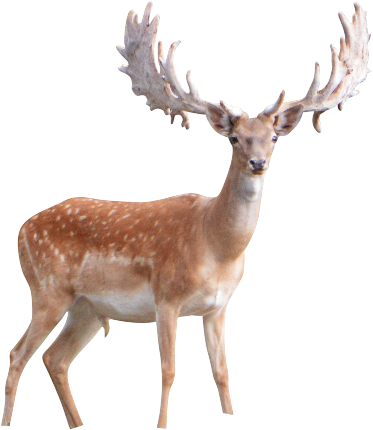 Deer (1778x1664), Png Download