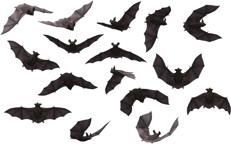 Bat Images Free Download - Bats Png (1024x645), Png Download